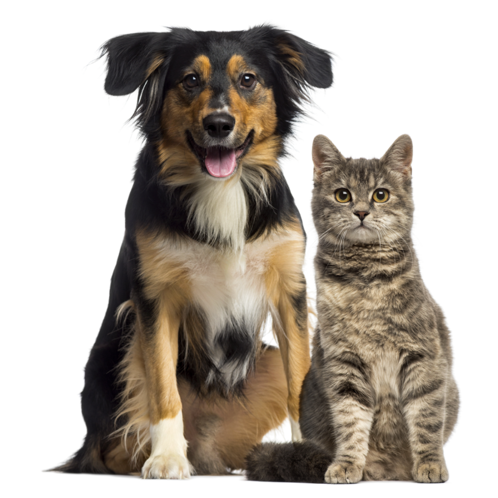 Veterinarian In Albuquerque, NM 87107 Valley Vetco